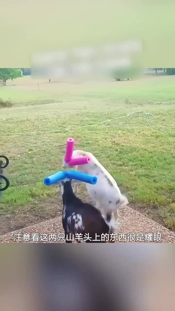 山羊也需要保护套