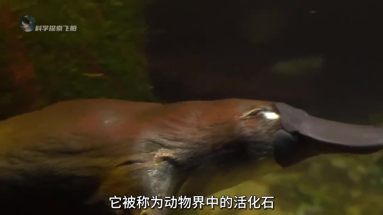 为什么鸭嘴兽被称为动物界中的活化石一只既能生蛋又能产奶的缝合怪