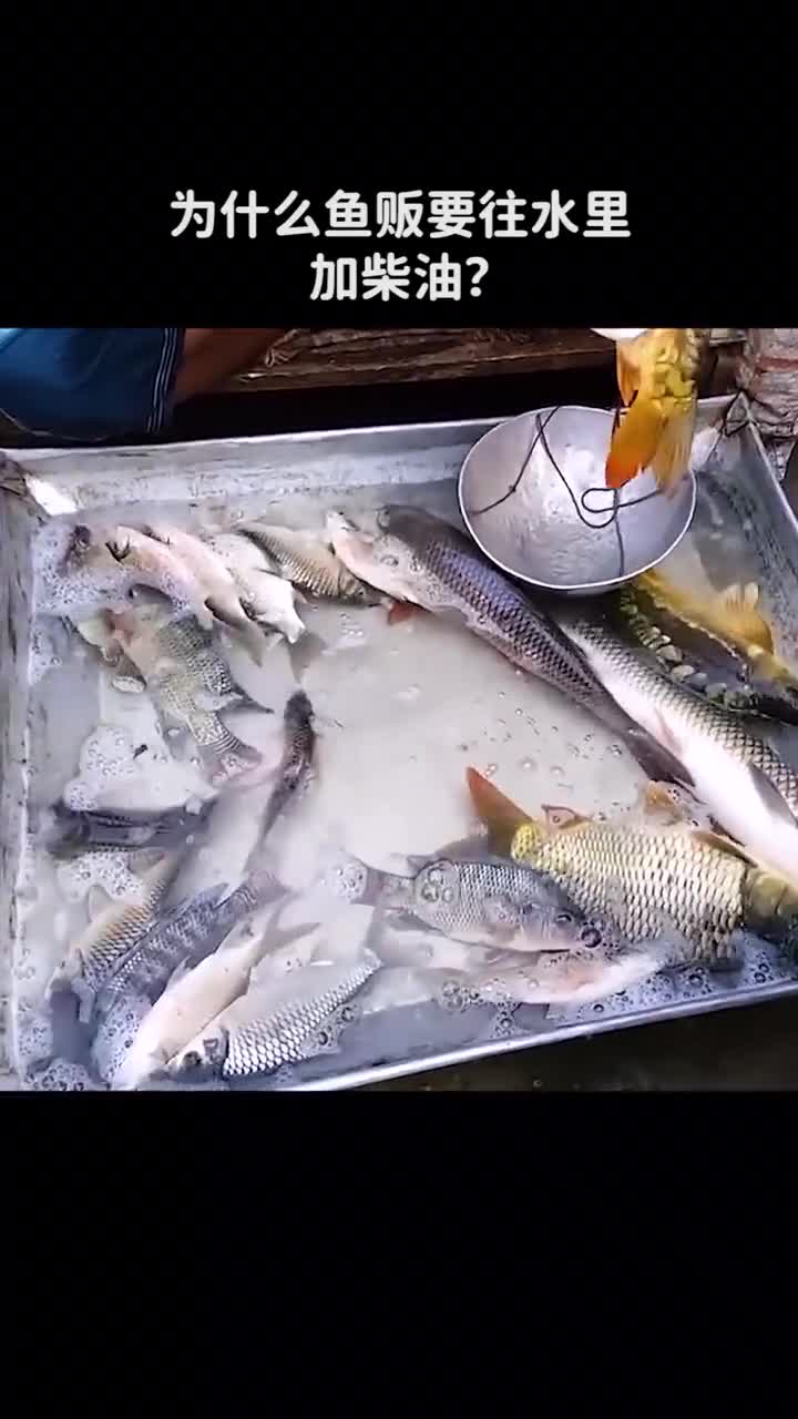 为什么鱼贩要往水里加柴油
