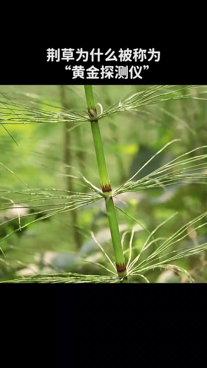 荆草为什么被称为黄金探测仪