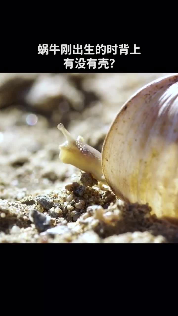 蜗牛刚出生时有没有壳