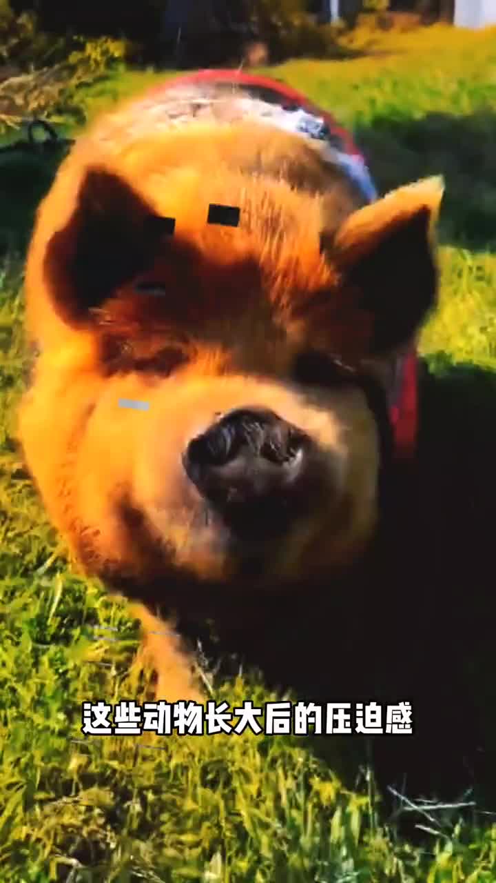 这些动物长大后的压迫感看完赶紧跑