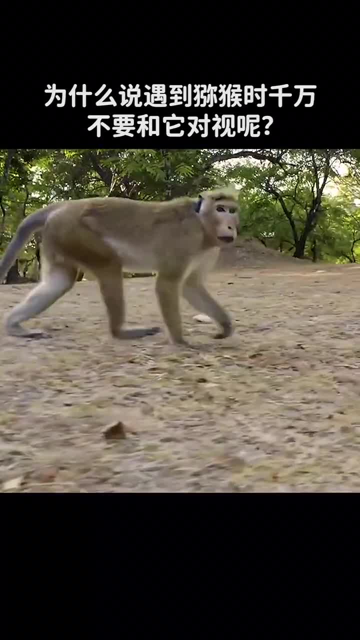 为什么说遇到猕猴不要和它对视