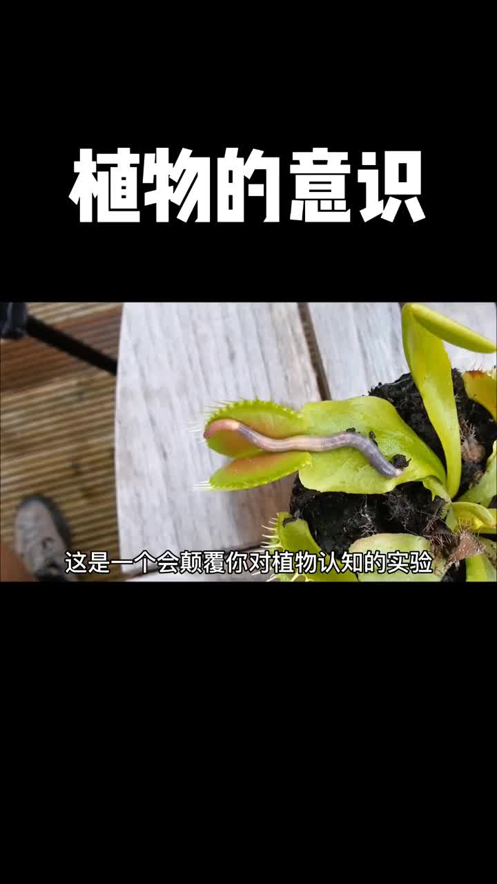 看完这些实验你再看看家里的植物有没有感觉它们再注视着你