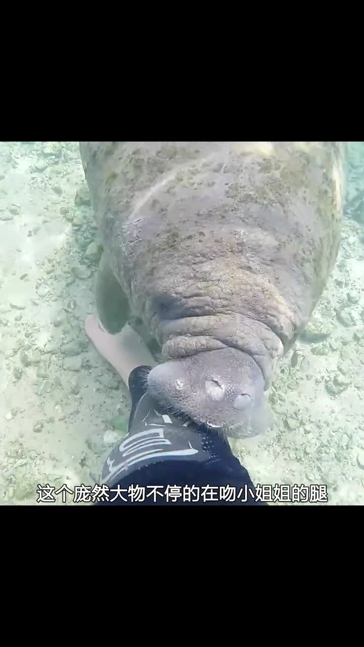 海牛报恩太感动了