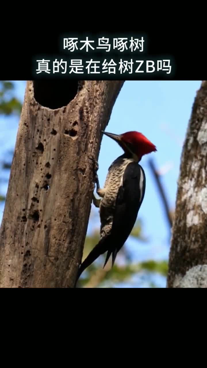 啄木鸟啄树真的是在给树ZB吗
