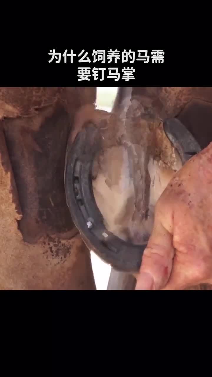为什么饲养的马需要钉马掌而野马不需要呢