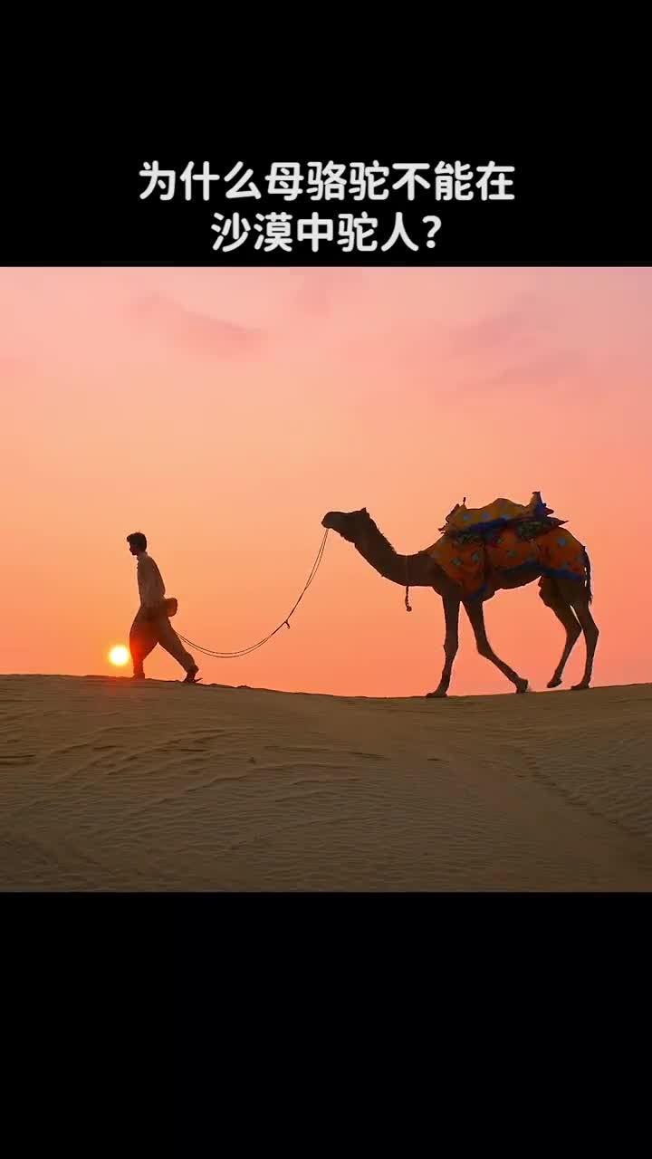 为什么母骆驼不能在沙漠中驼人