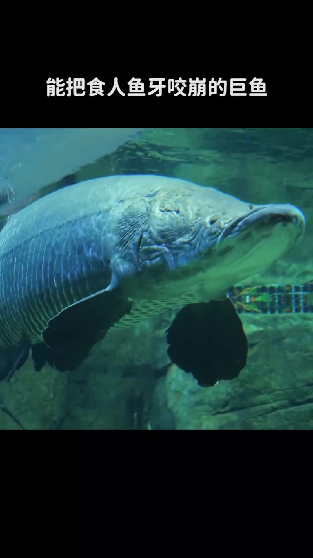 能把食人鱼牙咬崩的巨鱼