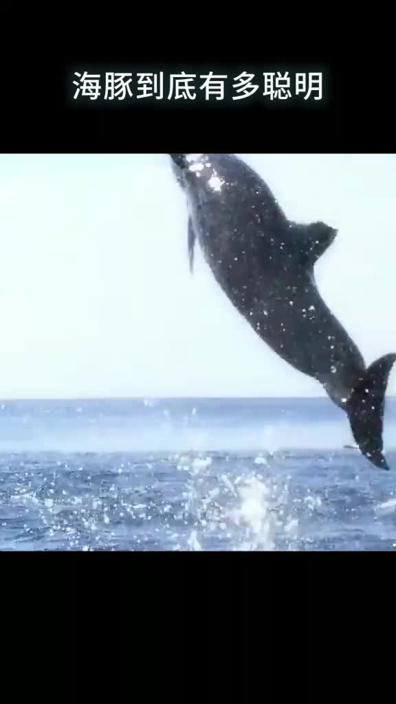 海豚到底有多聪明