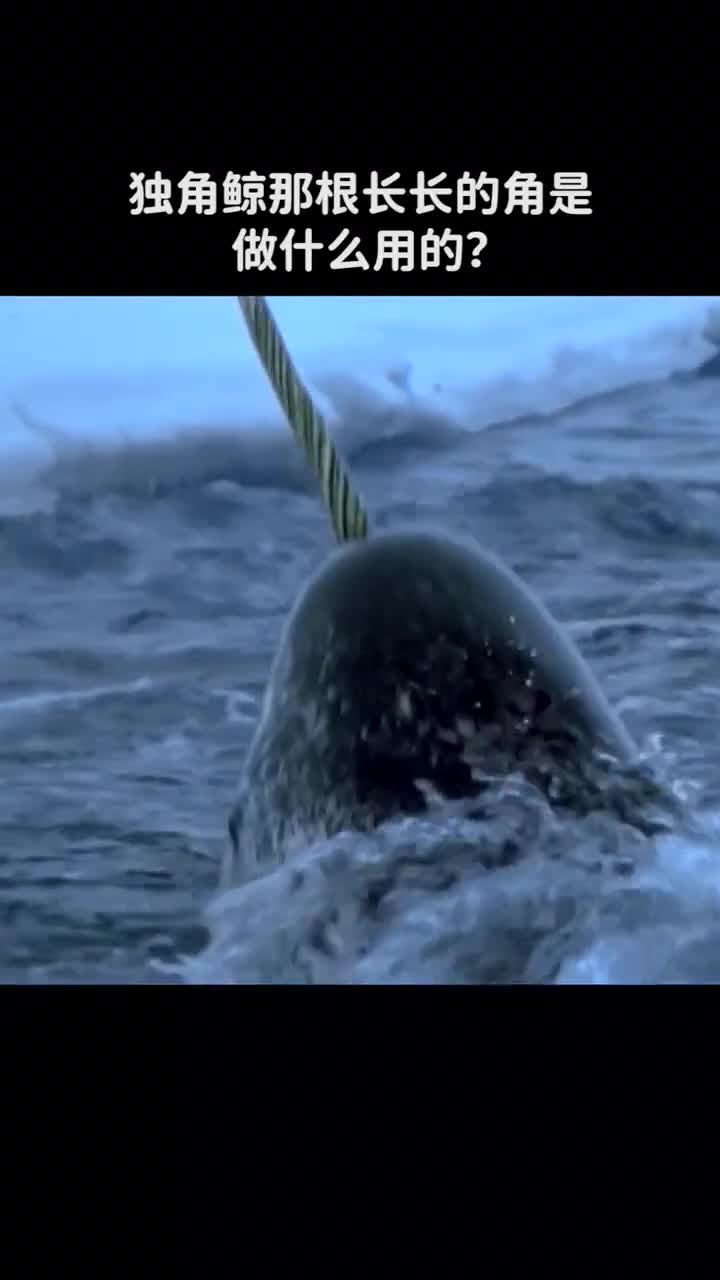 独角鲸前面的长角有什么作用