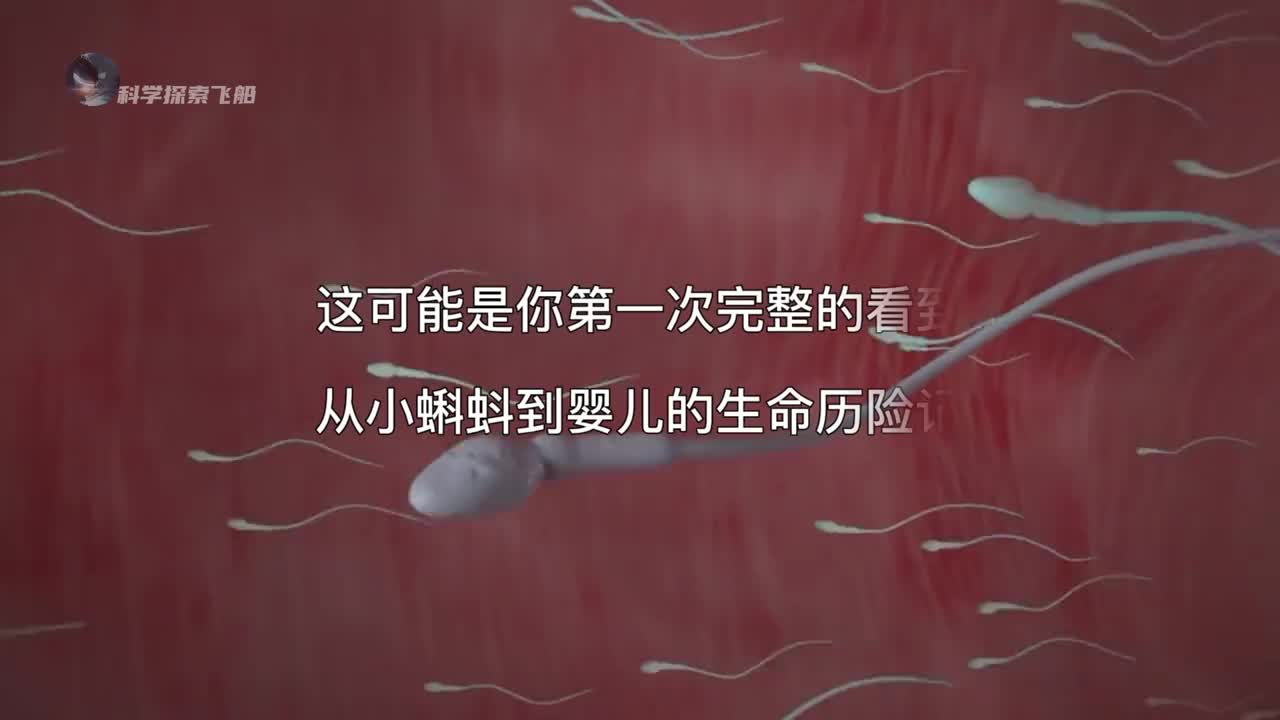 从小蝌蚪到婴儿的生命历险记感叹生命的奇妙与伟大献给屏幕前在座的你以及所有伟大的母亲