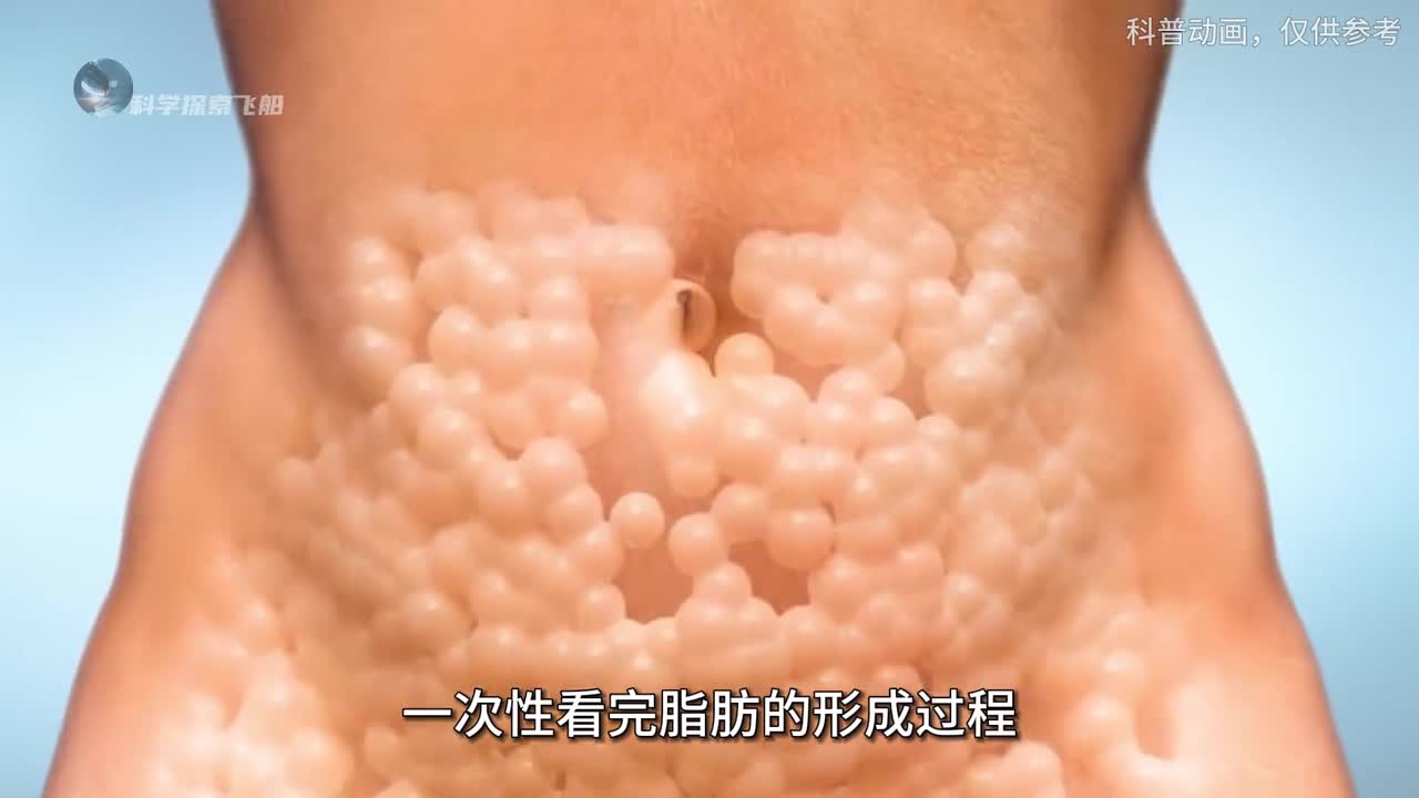 一次性看完脂肪的形成过程是种怎样的体验它又是如何排出体外的
