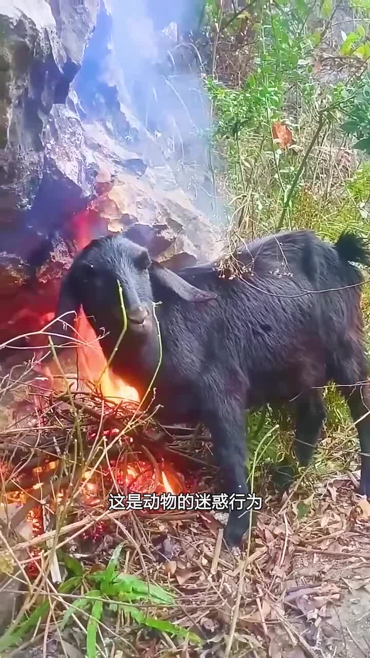 动物的迷惑行为