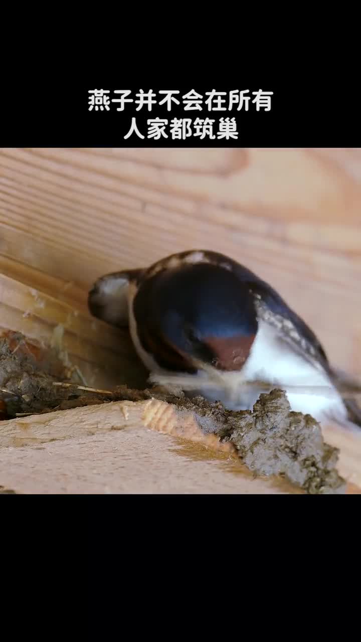 燕子不会在所有人家都筑巢那它是如何选择的呢