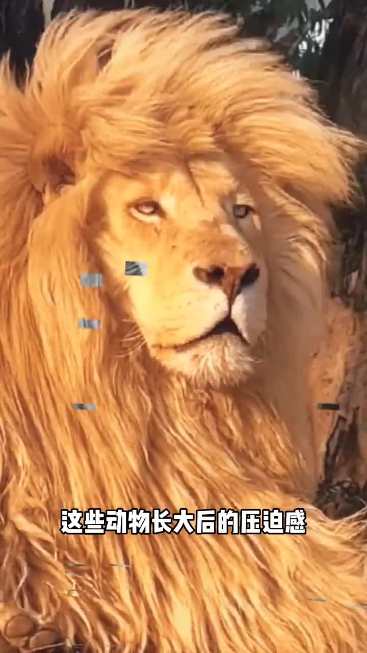 动物长大后的压迫感震惊了