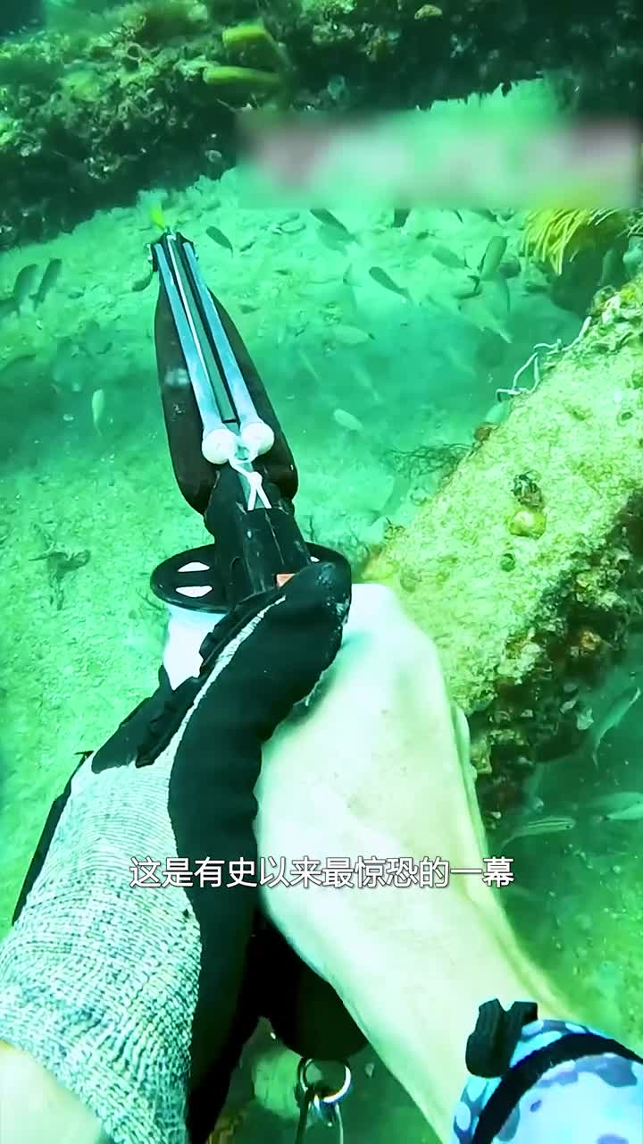 一定要小心了石斑鱼是名副其实的偷猎者