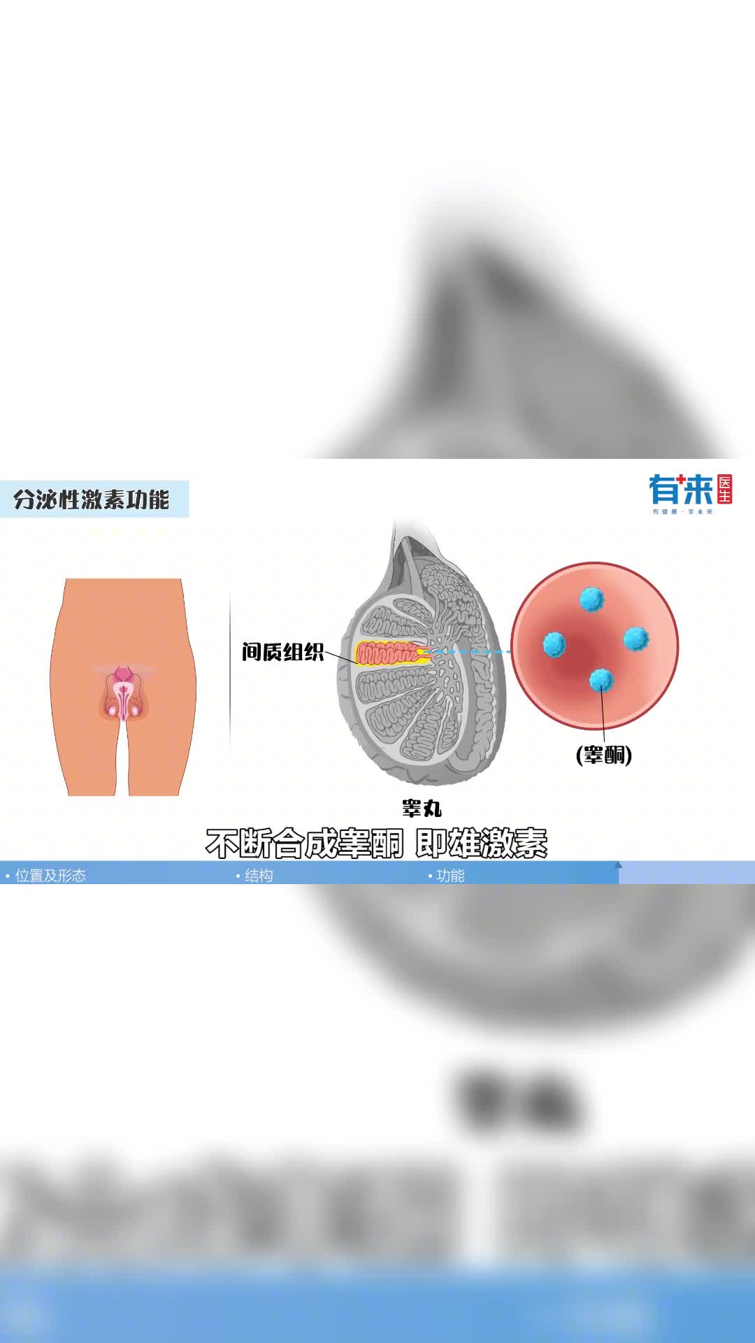 所谓的男性荷尔蒙