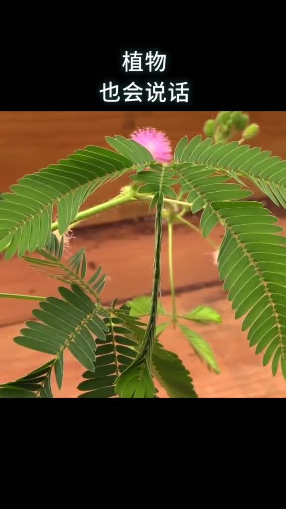 植物也会说话