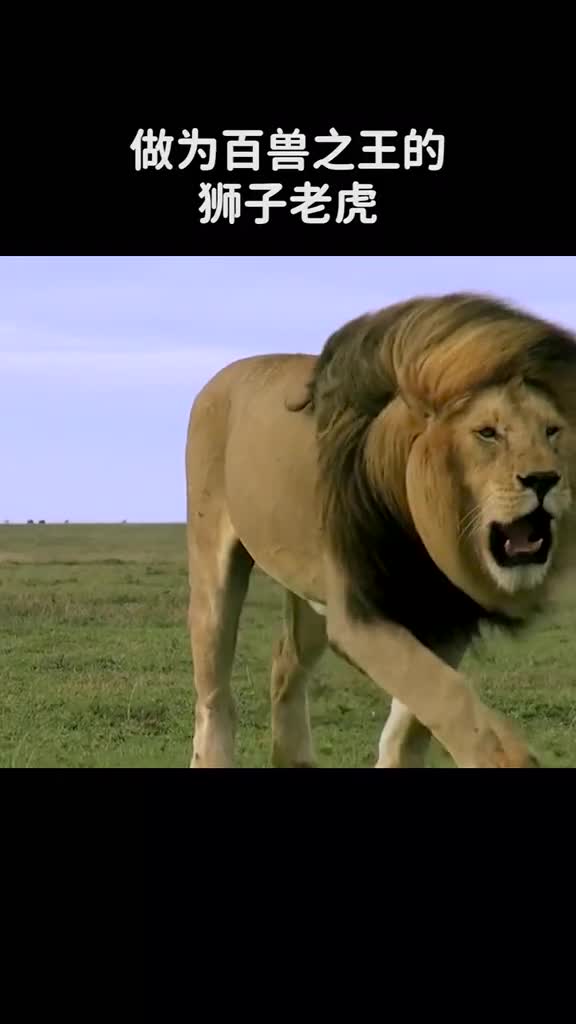 狮子老虎那么厉害为什么不敢GJ大熊猫