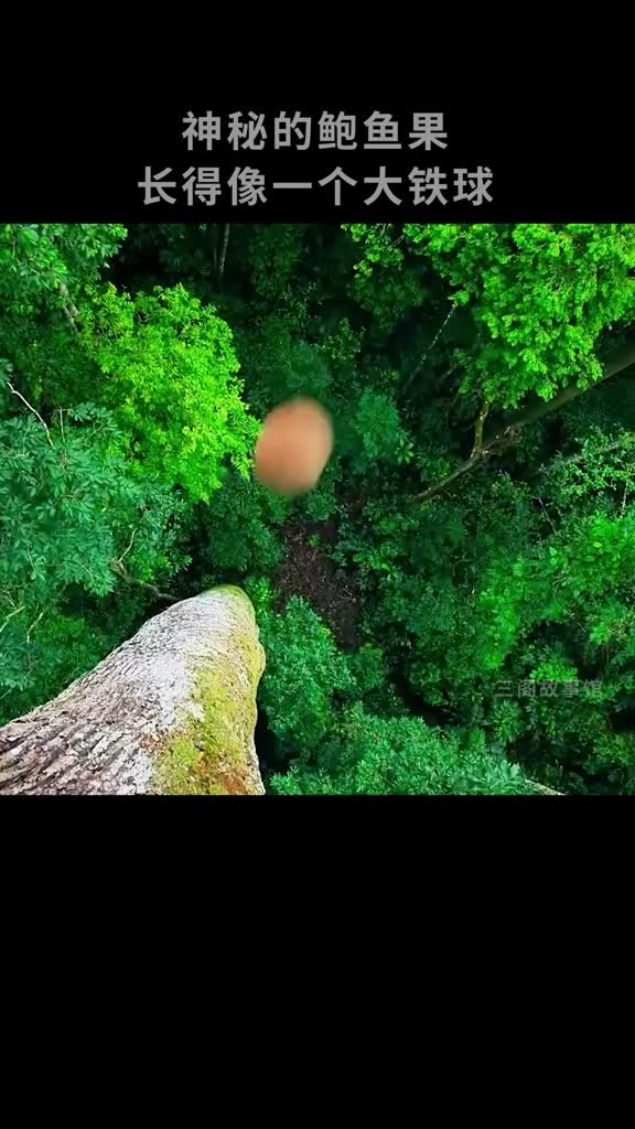 鲍鱼果原来藏着这么多秘密