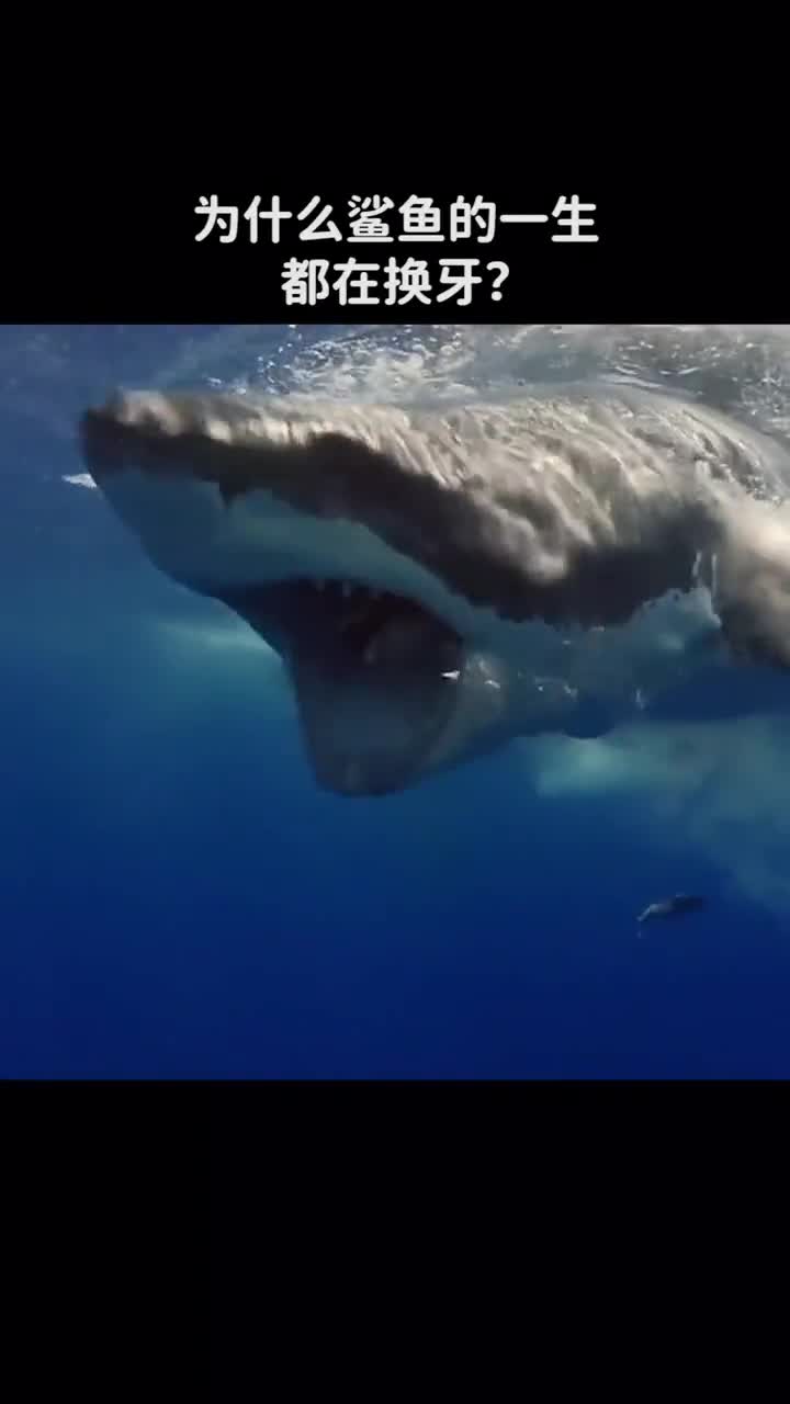 为什么鲨鱼的一生都在换牙