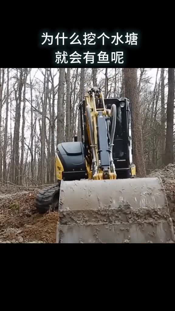 为什么挖个水塘就会有鱼呢