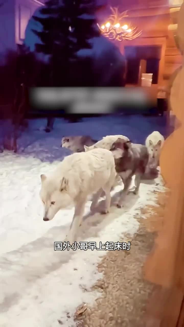 小哥家被狼攻陷