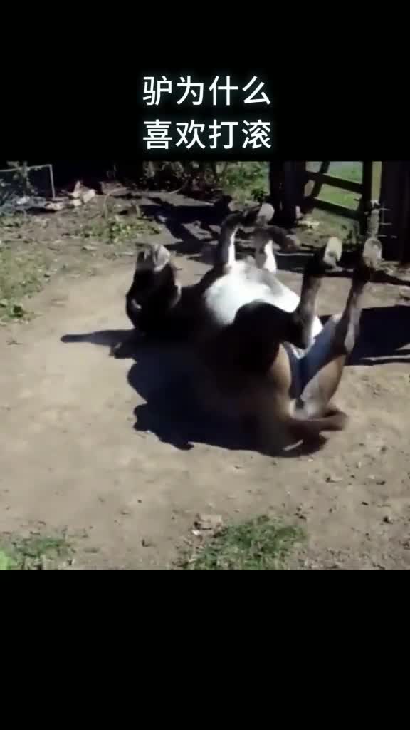 驴为什么喜欢打滚