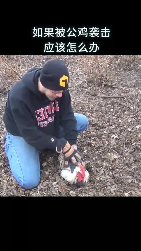 如果被公鸡X击应该怎么办