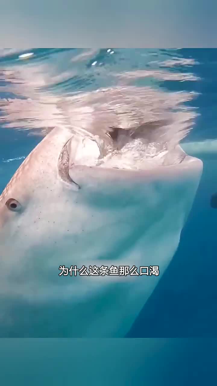 鲸鲨独特的进食方法
