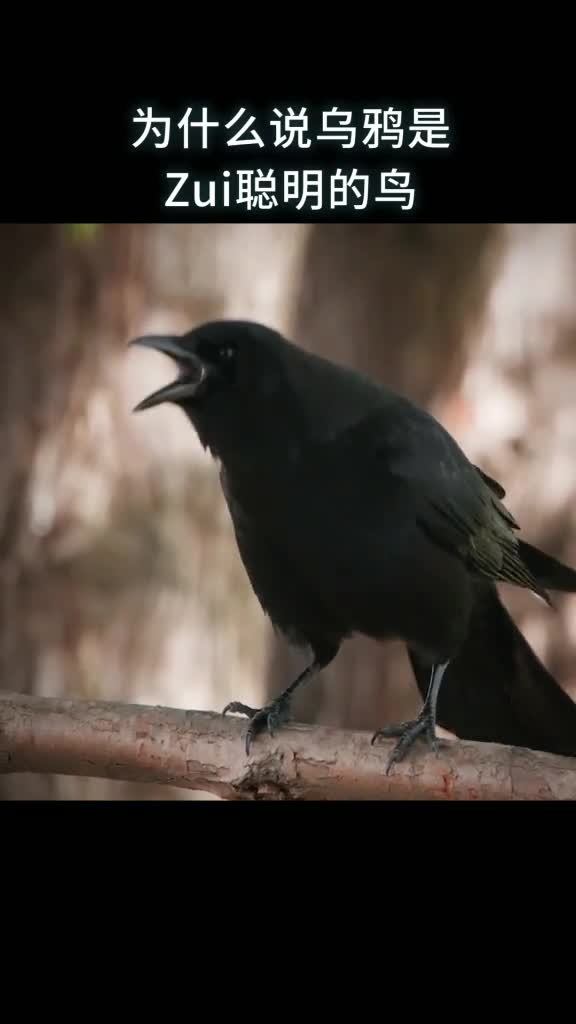 为什么说乌鸦是最聪明的鸟类