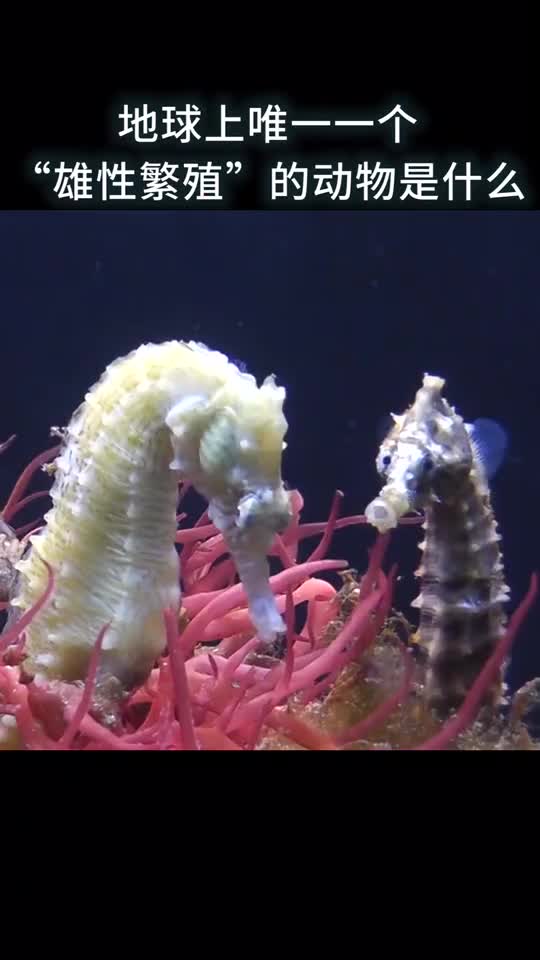 地球上唯一一个雄性繁殖的动物是什么