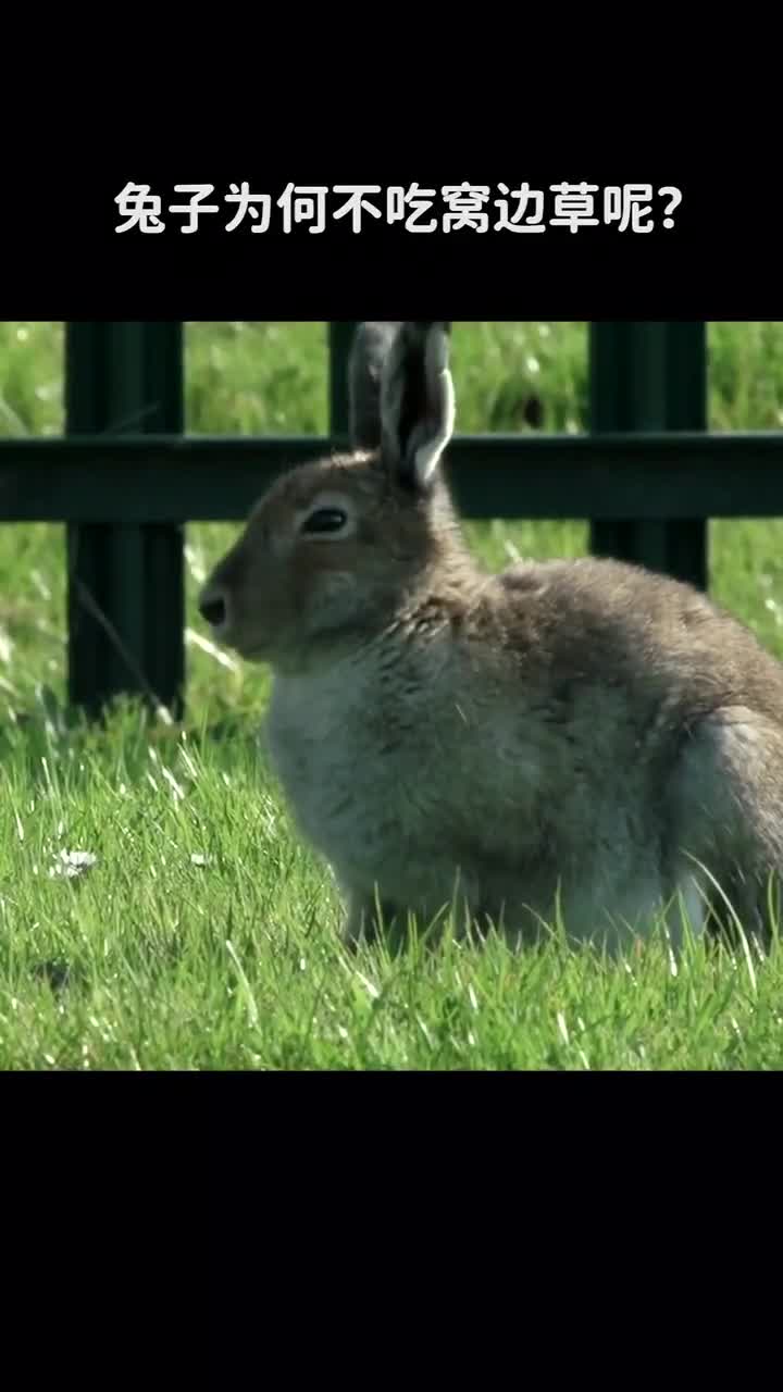 兔子为何不吃窝边草呢