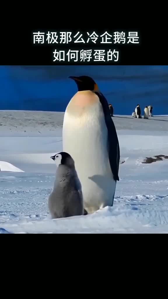 南极那么冷企鹅是如何孵蛋的