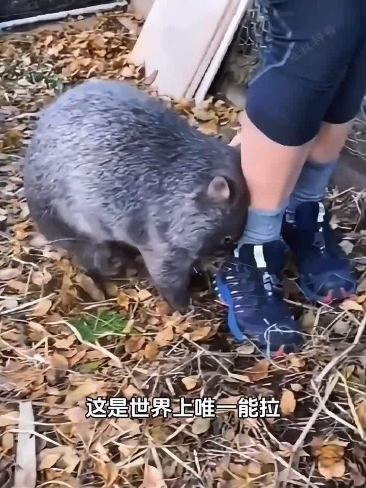 神奇动物唯一能拉方形粑粑的袋熊竟然用屁股将天敌活活夹死