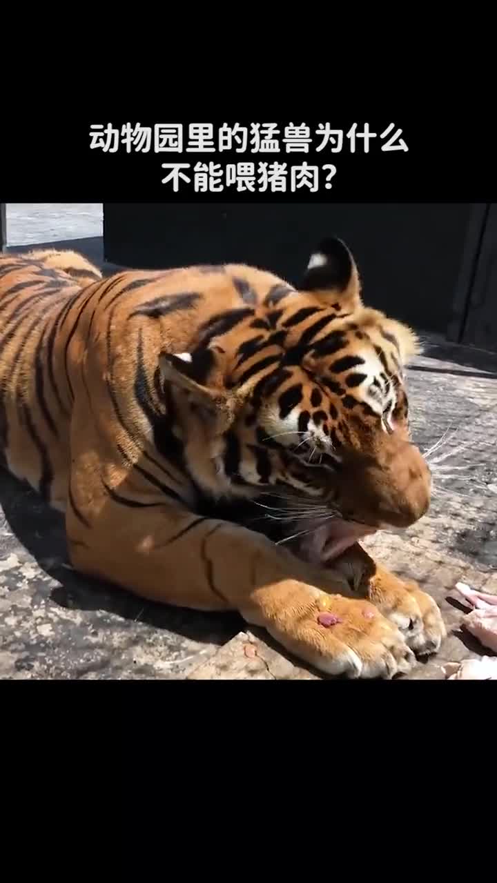 动物园里的猛兽为什么不能喂猪肉