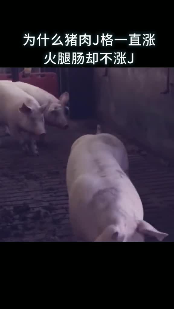 为什么猪肉价格一直涨火腿肠却不涨价