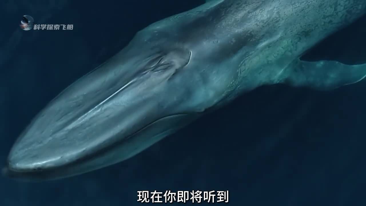 为什么蓝鲸的声音变得日益低沉