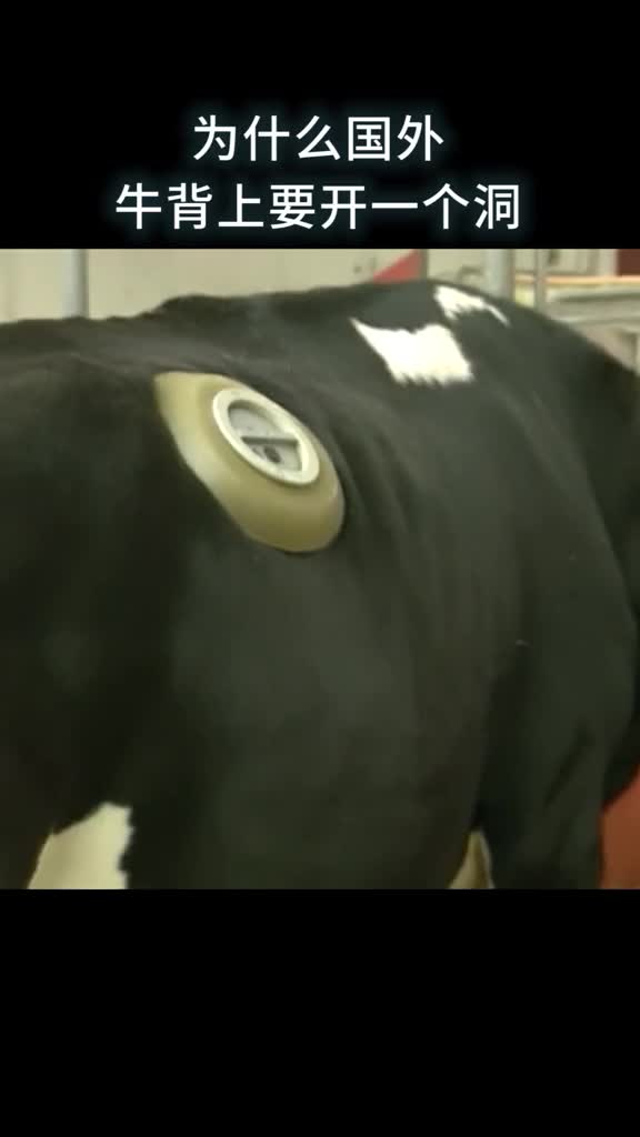 为什么国外牛背上要开一个洞
