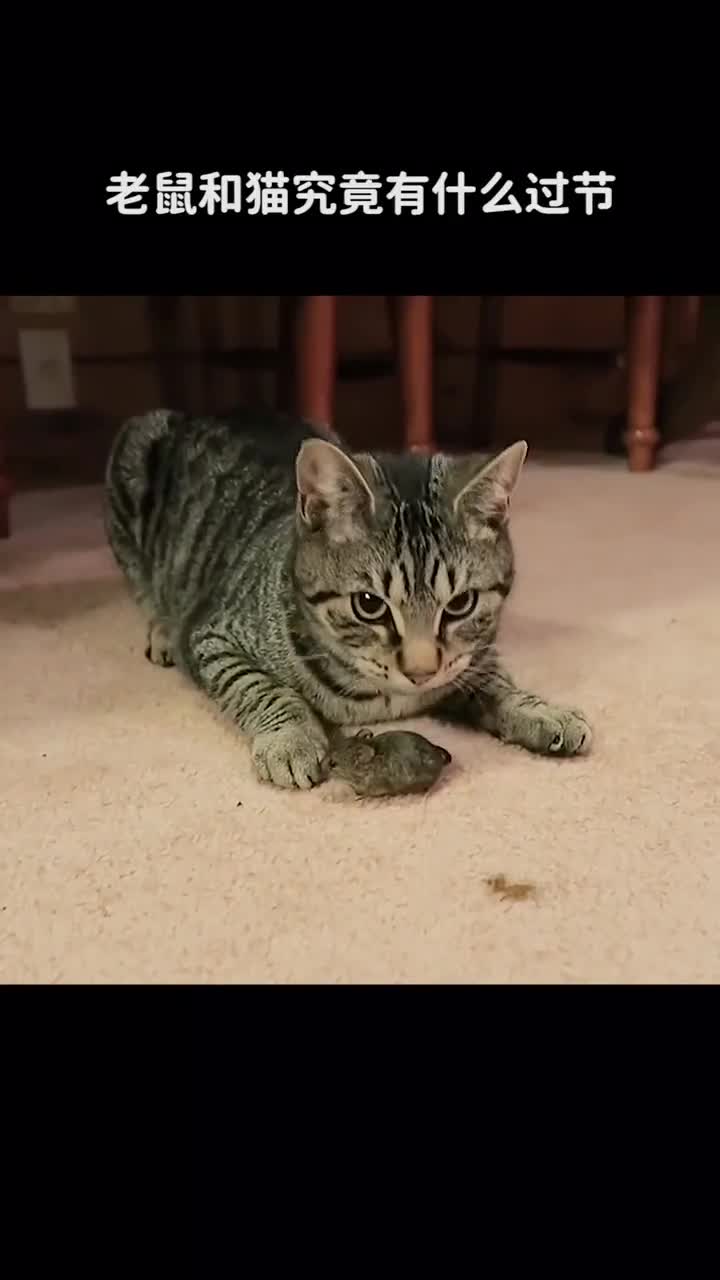 为什么猫喜欢捉老鼠呢