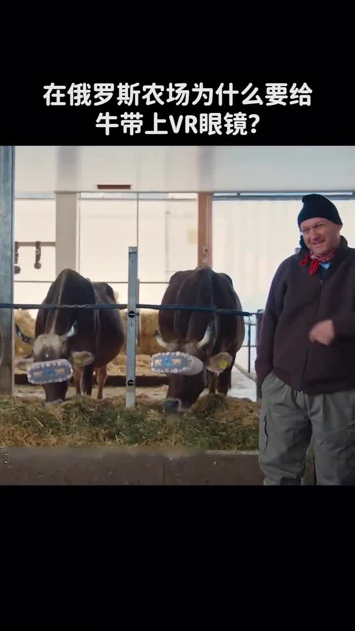 俄罗斯为什么要给牛戴上VR眼镜