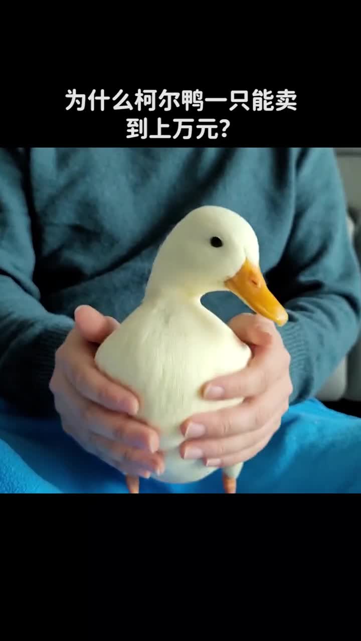 为什么柯尔鸭一只能卖到上万元