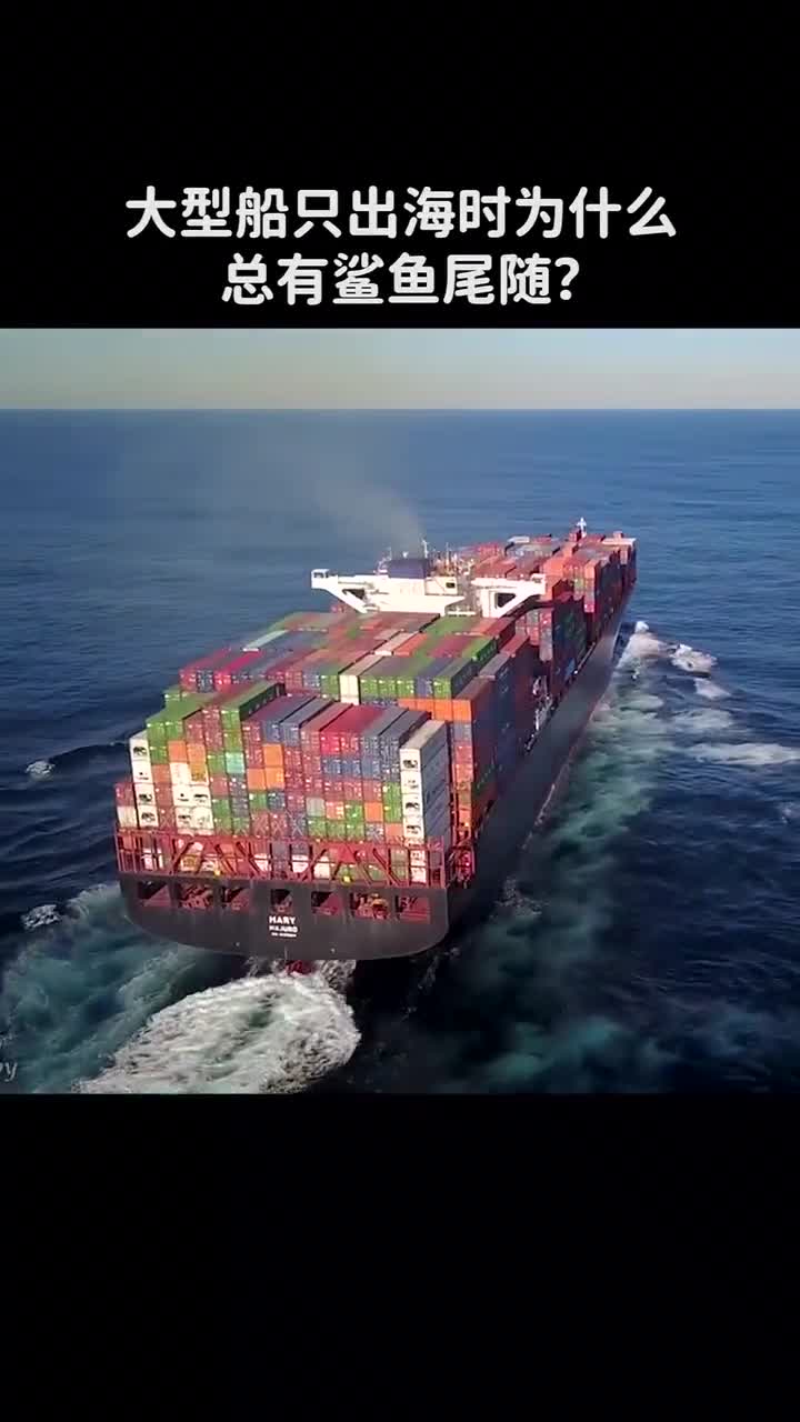 大型船只出海时为什么总有鲨鱼尾随