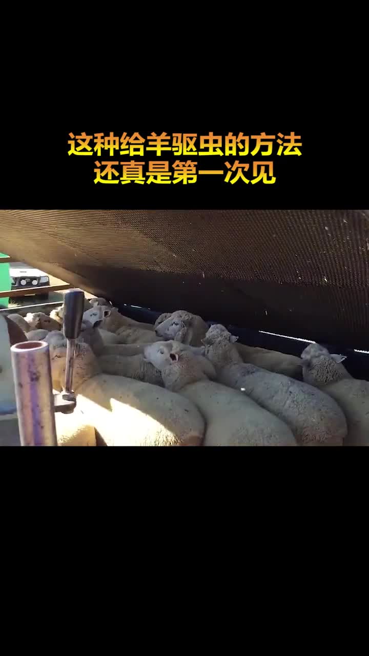 还真是第一次见这样给羊做驱虫的