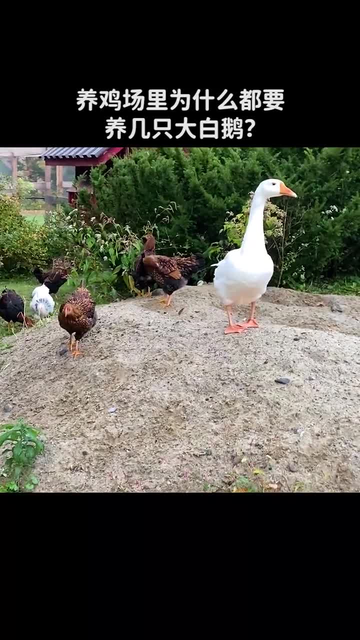 养鸡场里为什么都要养几只大白鹅