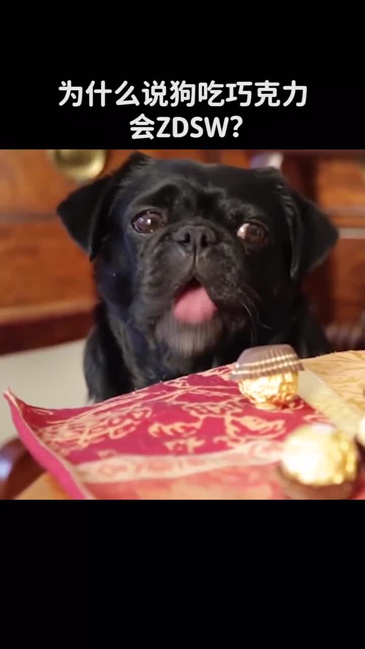 狗狗吃了巧克力会中毒是真的吗