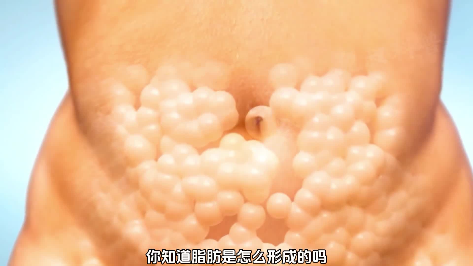 你每天吃的食物都去哪里呢脂肪又是如何形成的呢