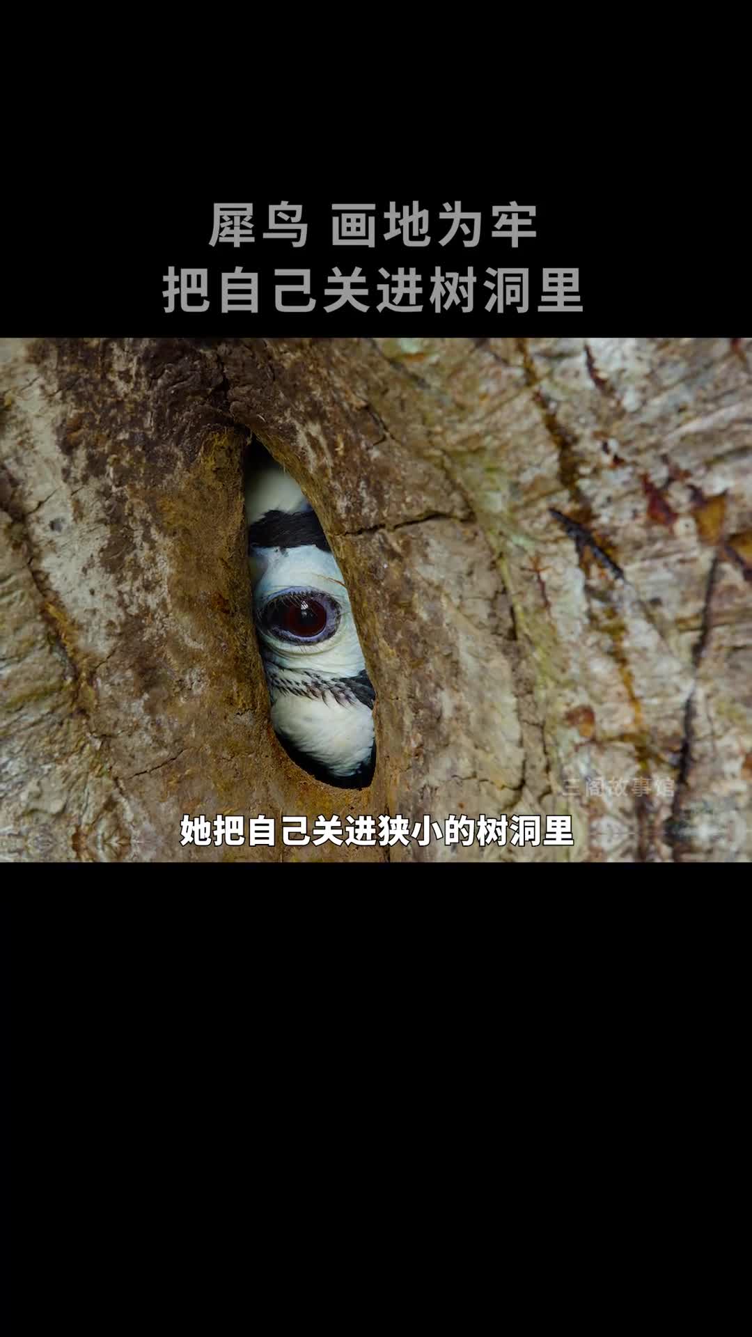 把自己关进树洞里这是犀鸟生存的秘密