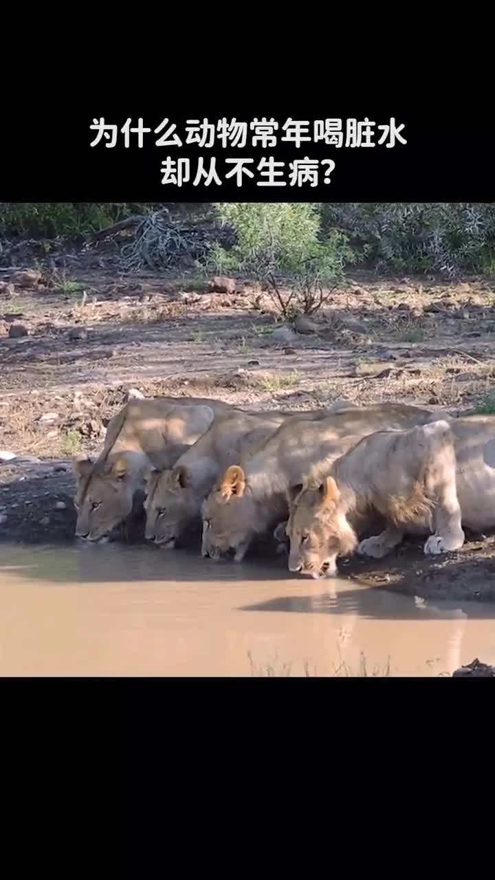 为什么动物常年喝脏水却从不生病